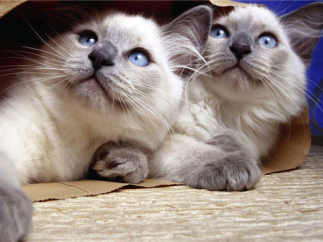 猫咪毛发变颜色是怎么回事,辟谣猫咪谣言