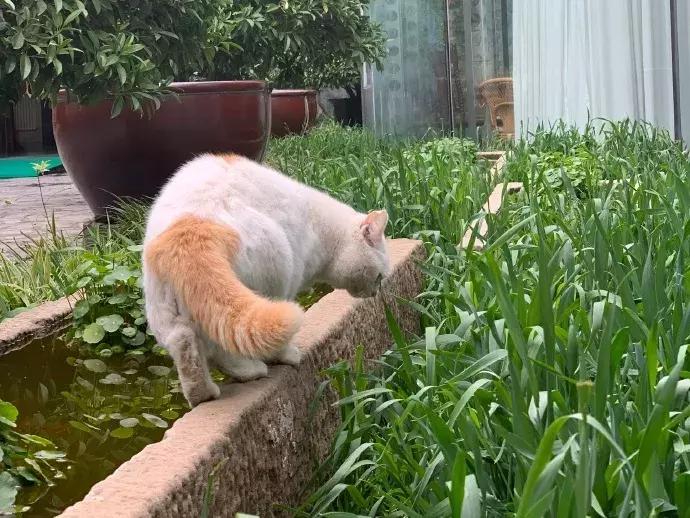 马未都说观复猫,马未都的观复猫视频