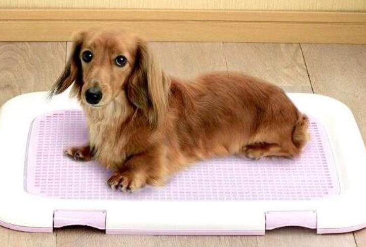 狗狗经常在家乱尿怎么办？听听大家怎么说，涨知识