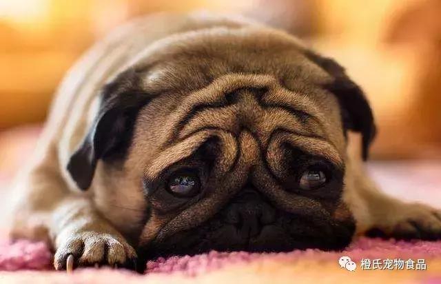 在医院给狗狗量体温,不去医院自己检查狗狗