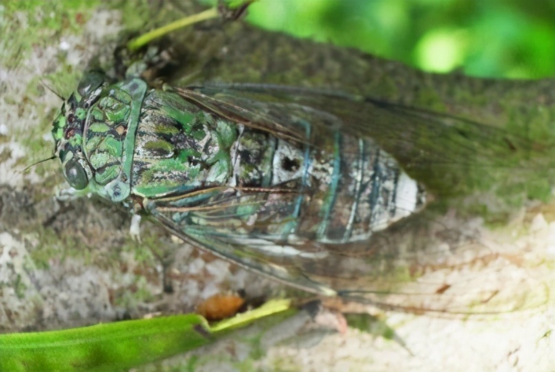 常见四种知了,常见的知了