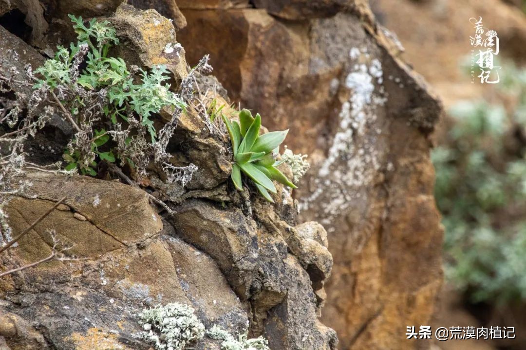 美国加州海岸仙女杯偷盗,美国加州仙女杯产业