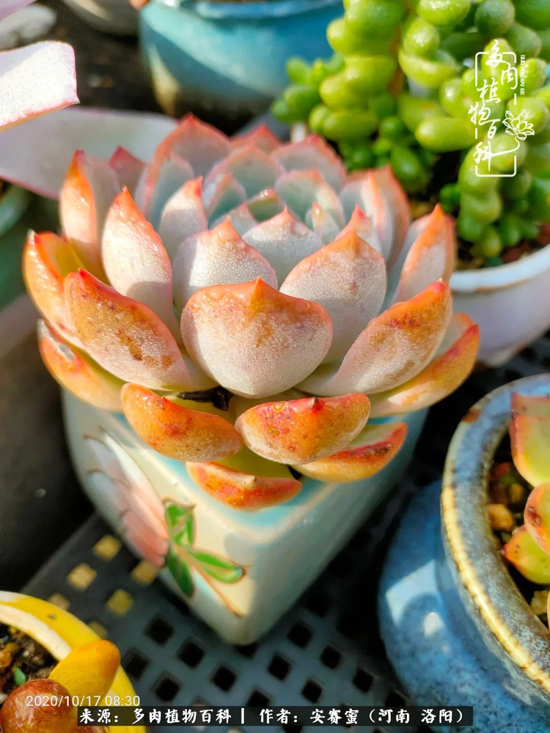 现在是多肉最美的季节,多肉最美的季节来啦