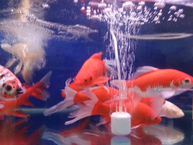 金鱼跟热带鱼哪个好养,新手养金鱼还是热带鱼好