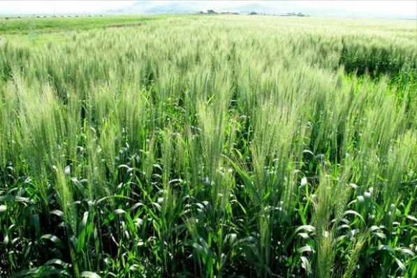 饲用大麦品种,饲用大麦种子