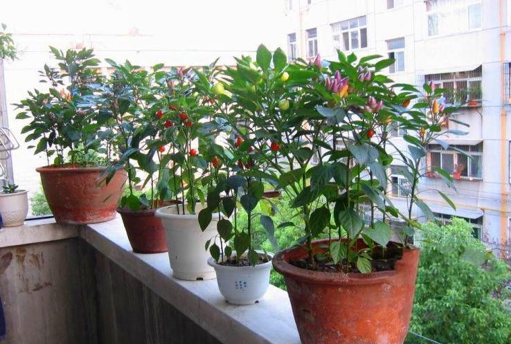 阳台上的辣椒苗长不大,阳台辣椒苗长不大是什么原因