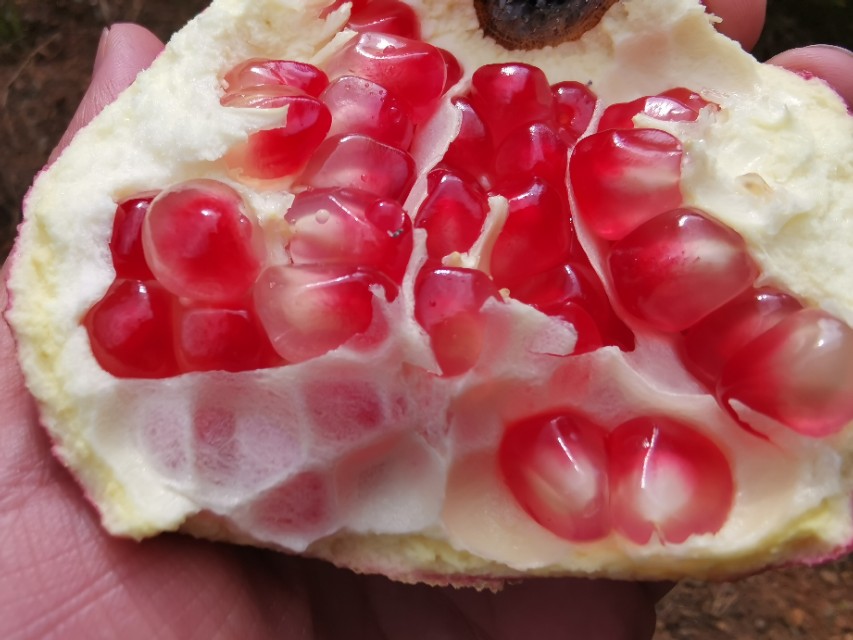 云南建水酸石榴皮薄多汁,建水县老树酸甜石榴