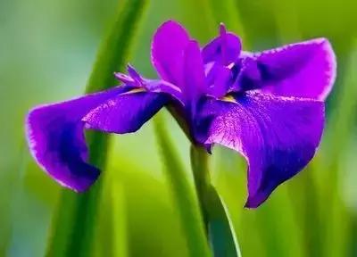 100种花的花语以及送花礼仪分享,100种花的名字和图片带花语