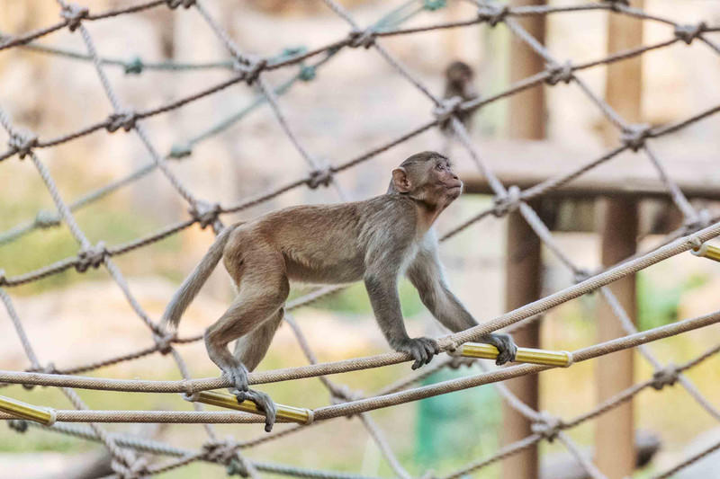 广州长隆野生动物世界旅游攻略,长隆野生动物世界攻略2-3天广州游