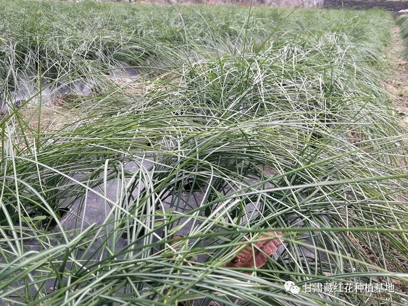 2031年藏红花种球价格,2021藏红花种球价格