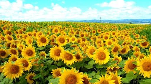 纳尼?为什么日本人不会嗑瓜子?看到中国人单手“吃”惊呆!