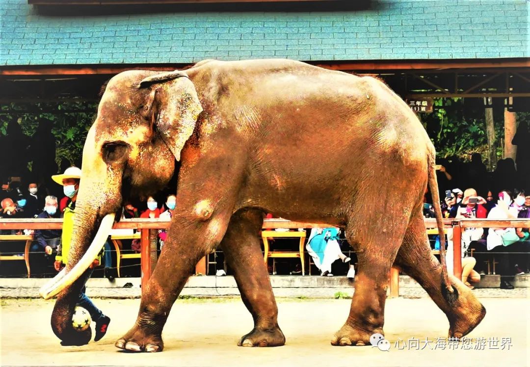 彩云之南版纳行,版纳之旅看大象