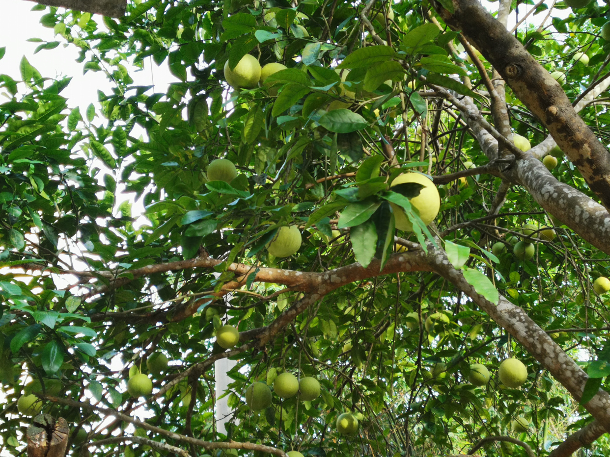 种植柚子的禁忌是什么,种植柚子遇到难解决的麻烦问题