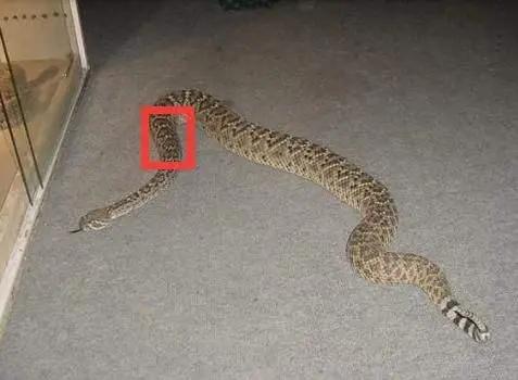 打蛇为什么要七寸,把头打烂没毒牙,还不够安全吗?