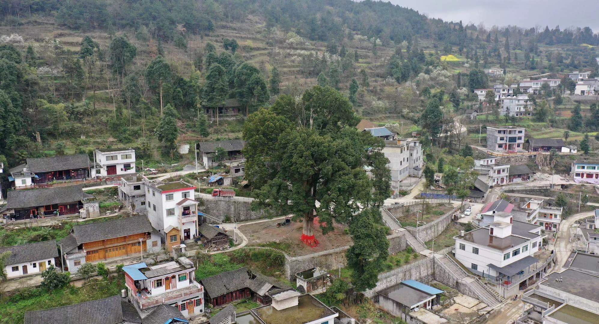 贵州发现一棵上千年金丝楠木王,贵州大山发现金丝楠木王