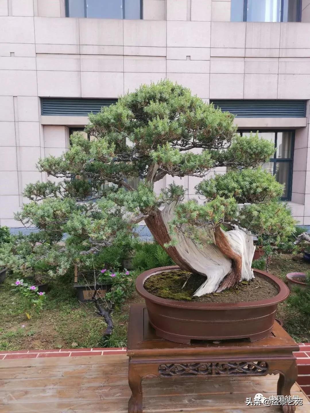 涓浗钁楀悕鐩嗘櫙澶у笀绮惧搧鐩嗘櫙,鐩嗘櫙鑹烘湳瀹跺拰鐩嗘櫙鑹烘湳澶у笀