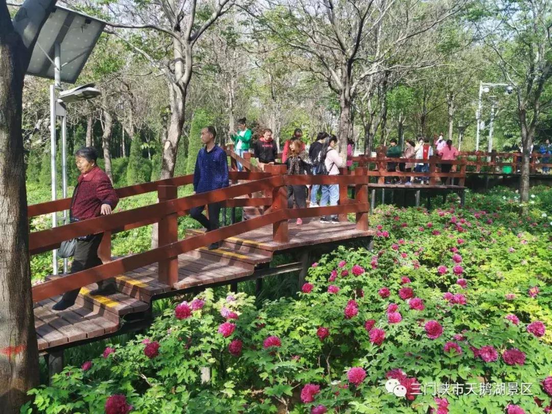 三门峡天鹅湖湿地公园牡丹苑,三门峡天鹅湖牡丹苑赏牡丹