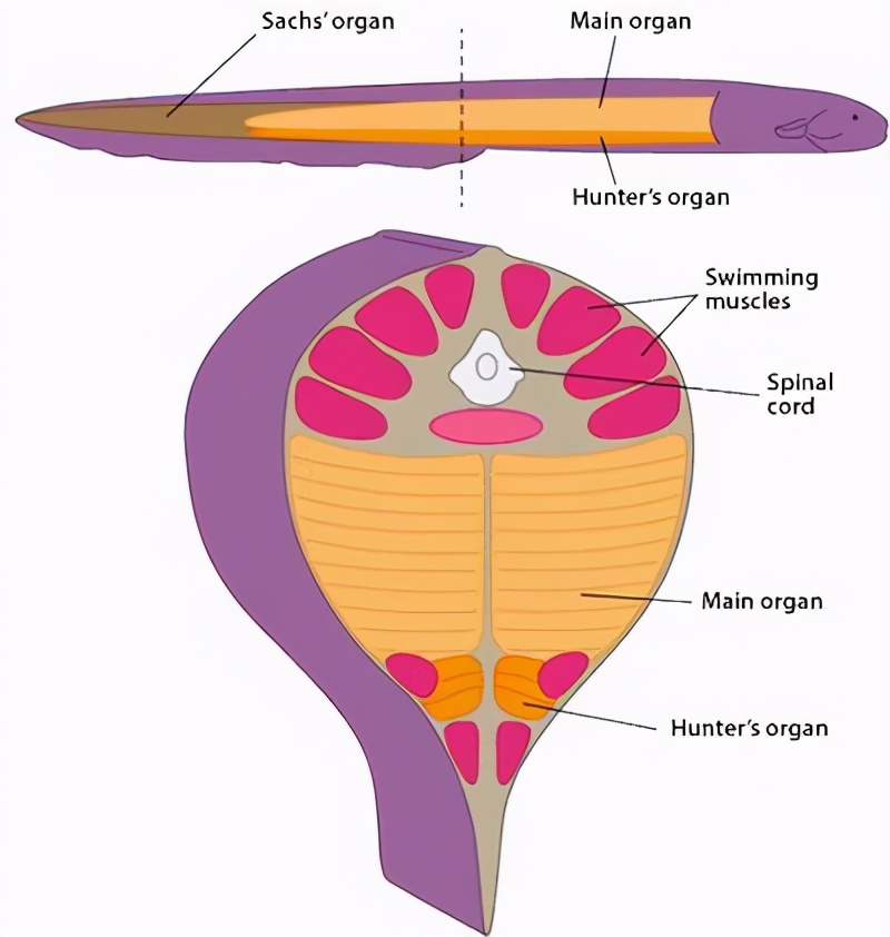 寄生虫会被寄生虫寄生吗？屎壳郎会推自己的屎吗？蛆身上会生蛆吗