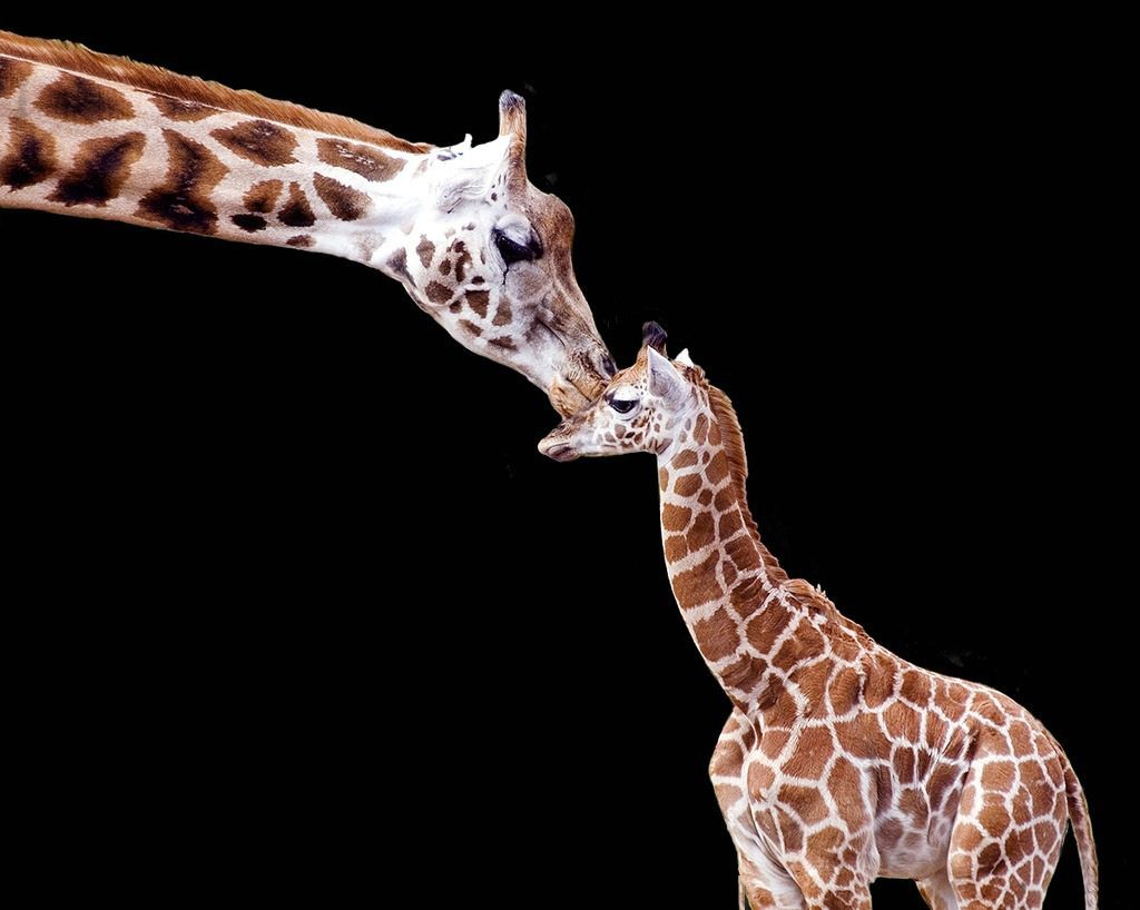 长颈鹿是怎么繁殖的,长颈鹿的繁殖方式是胎生还是卵生