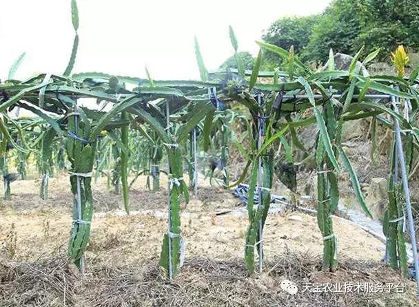 盆栽火龙果施肥,火龙果如何施肥