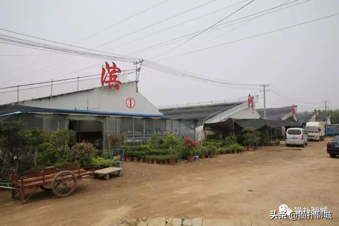 聊城北环花卉市场批发玫瑰鲜花吗,聊城最大的花卉市场