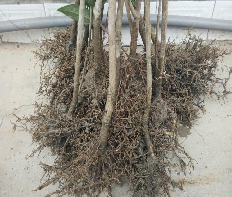 盆栽桂花花芽分化前别做这5件事，否则影响秋天开花