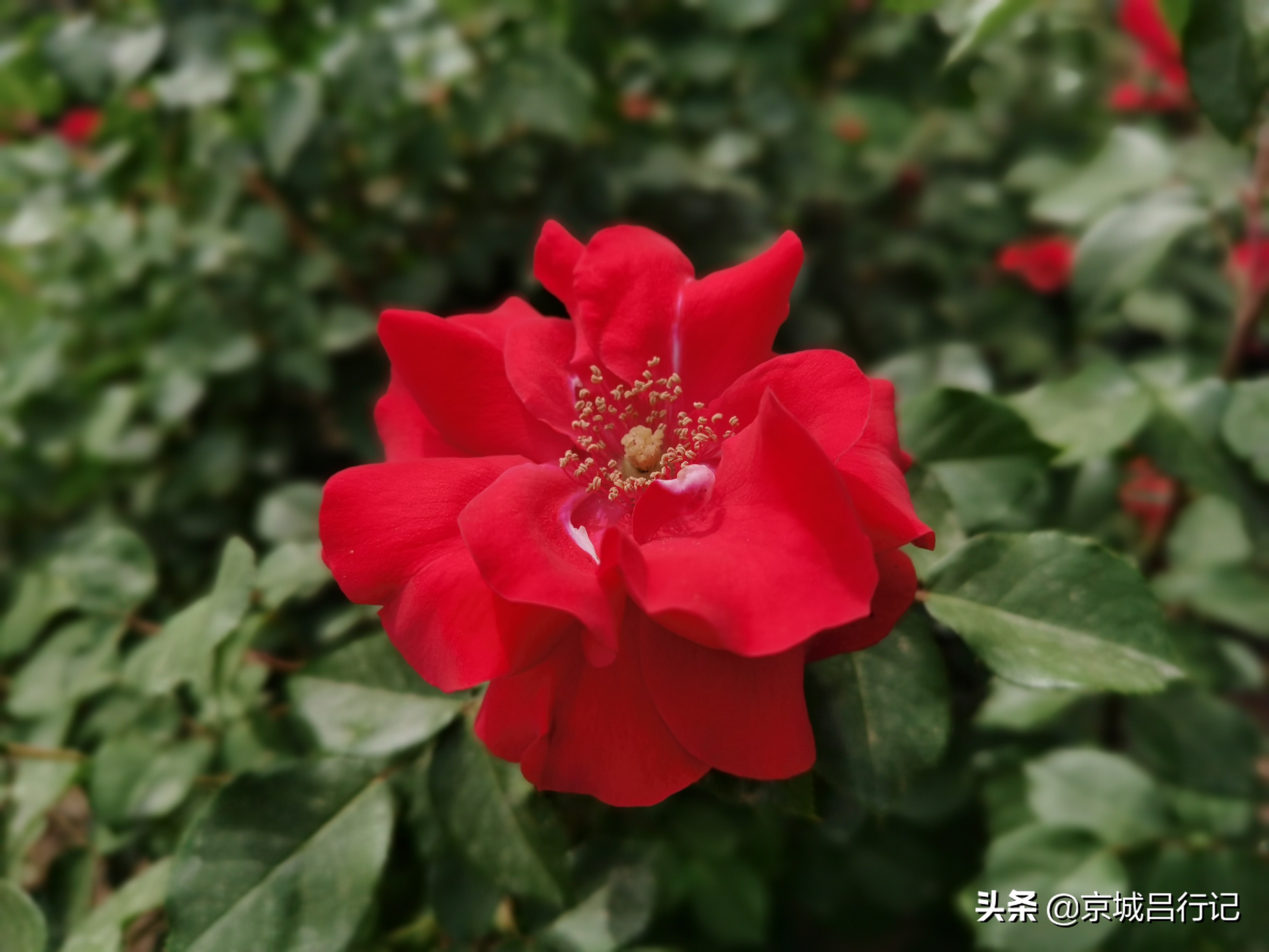 公园拍摄的月季花图片,在公园拍的牡丹花