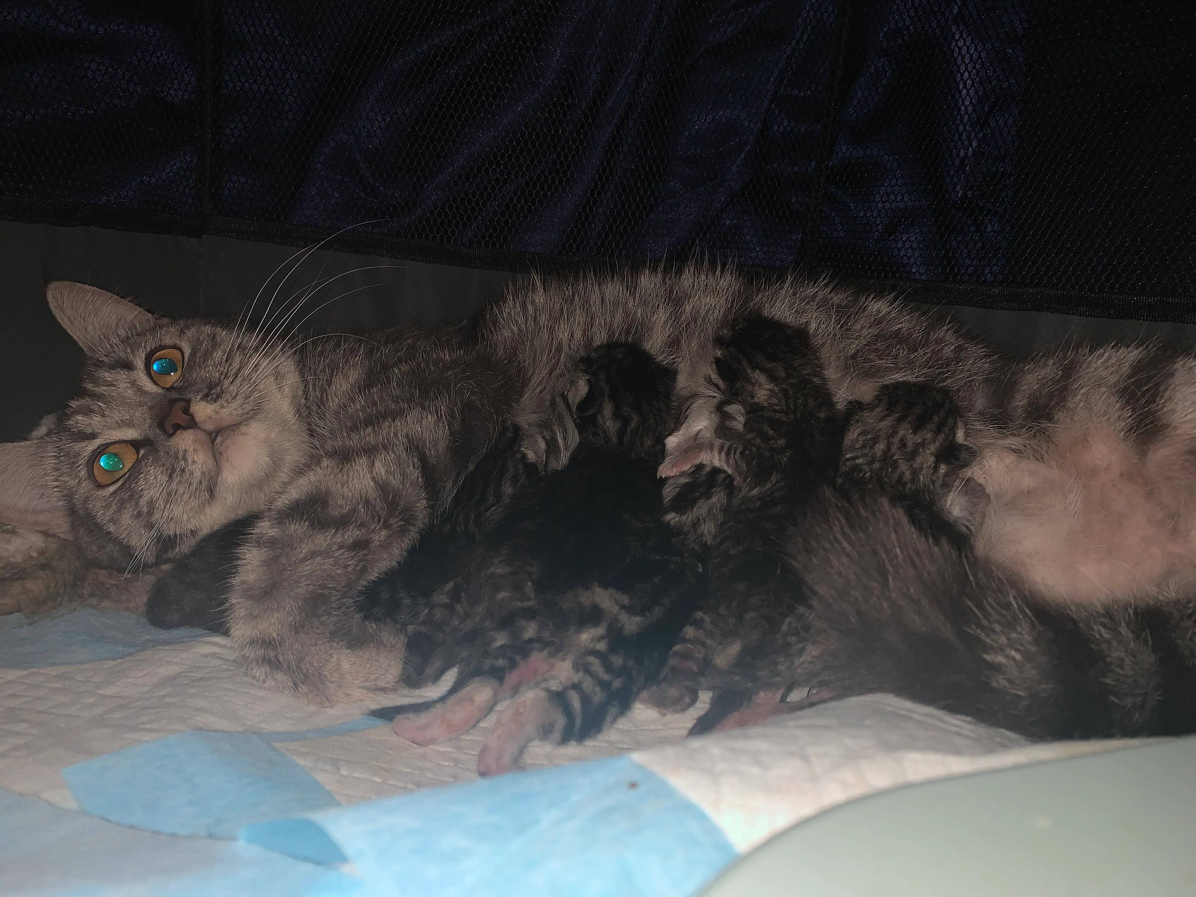 猫咪产前产后注意什么,猫咪产前做几次产检