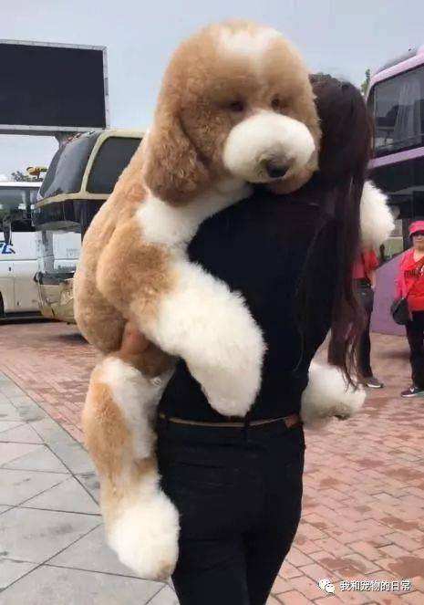 贵宾和泰迪的习性差别大,贵宾巨型犬偶遇泰迪