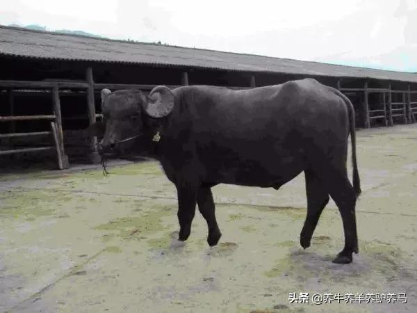 适合生产雪花牛肉的中国牛品种,夏洛莱和黑白花牛杂交是啥品种