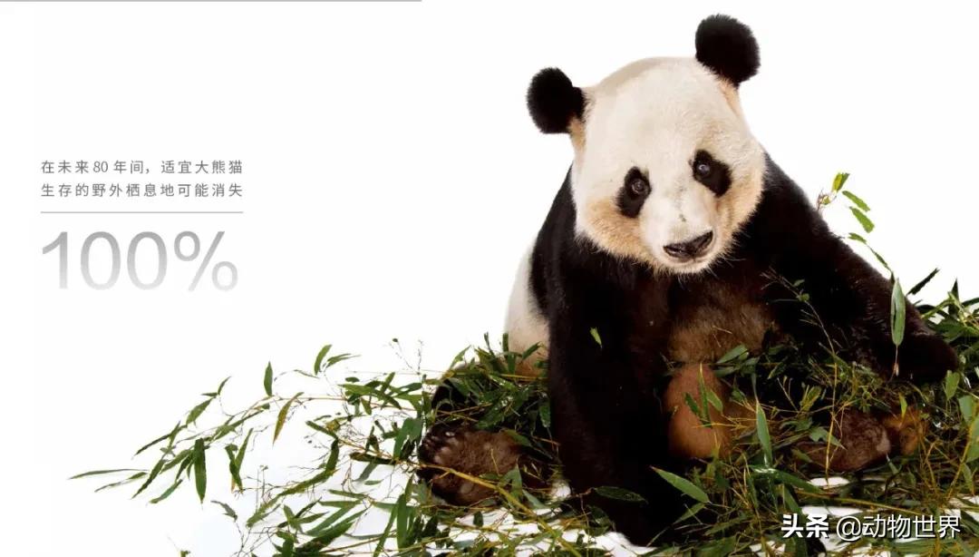 十大濒危动物国际珍惜动物保护日,世界珍稀保护动物保护日