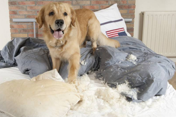 狗狗的报复心理学,狗狗的报复视频大全