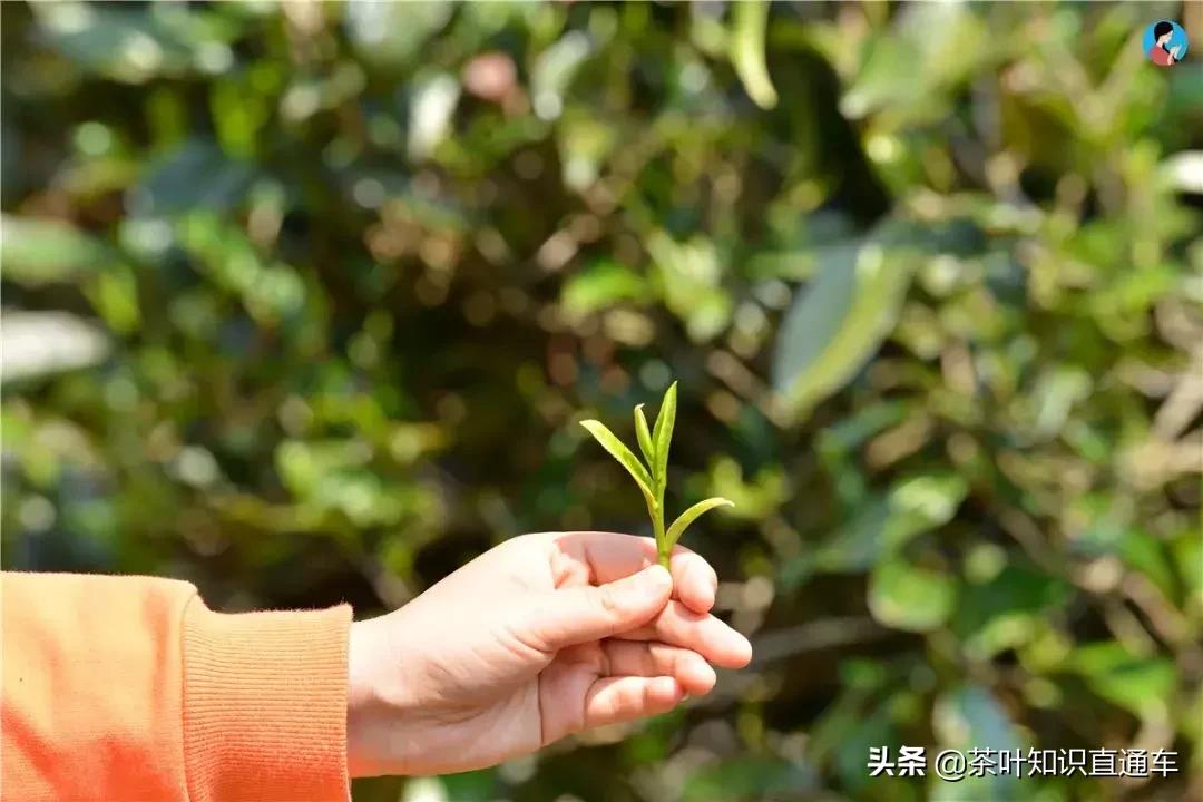茶叶茶梗多是劣质茶吗,茶梗多的是劣茶吗