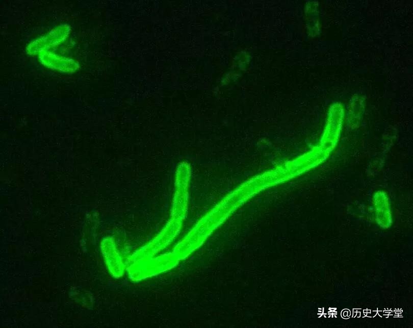 鼠疫世界历史,鼠疫是世界上最厉害的瘟疫吗