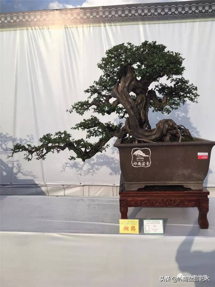 经典雀梅文人树盆景,十年以上的雀梅盆景图及价格