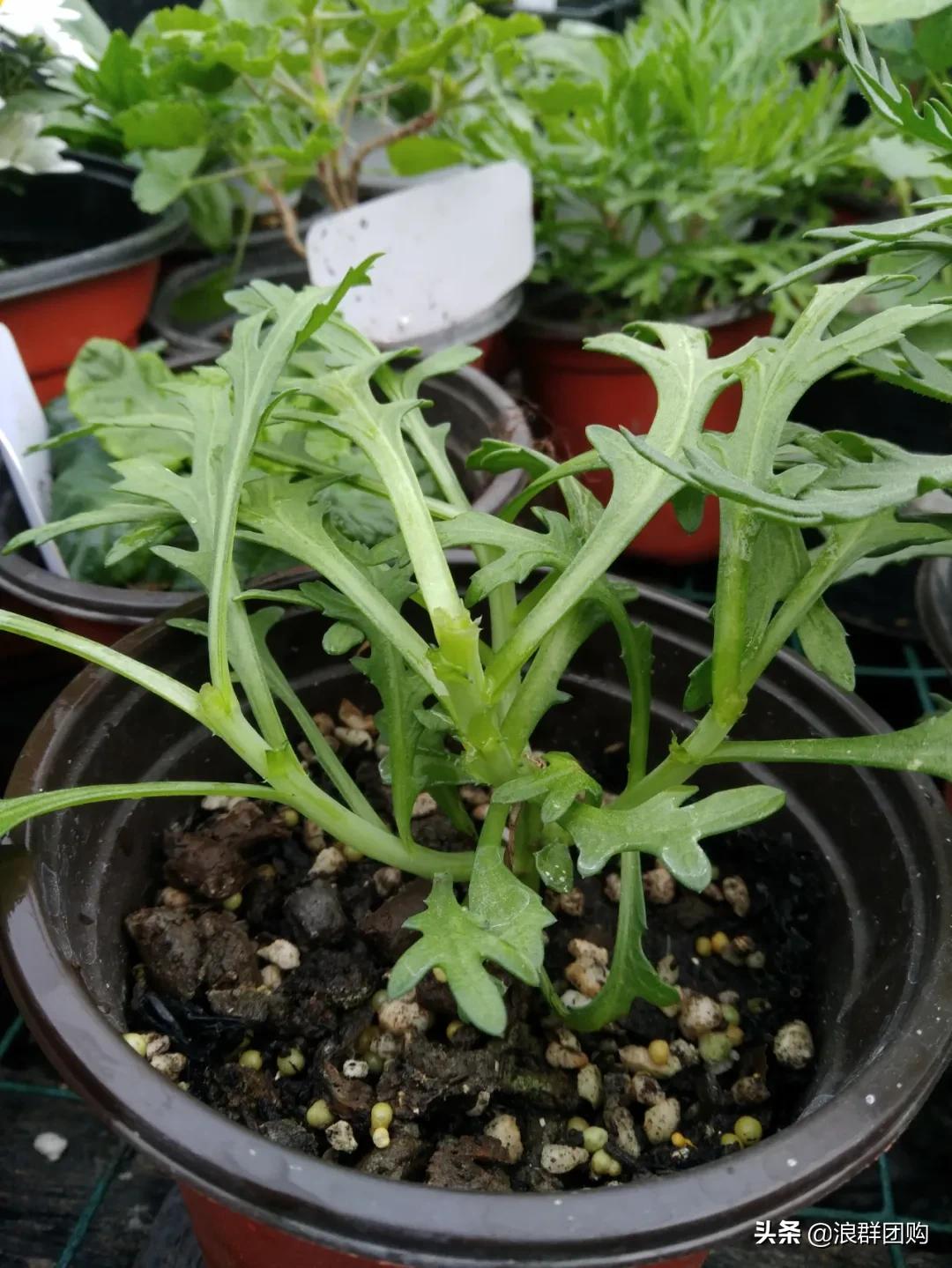 玛格丽特从打顶到爆盆，干货分享