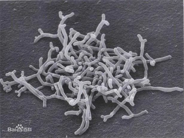 二裂酵母发酵产物有什么作用,二裂酵母发酵产物溶胞物很名贵吗