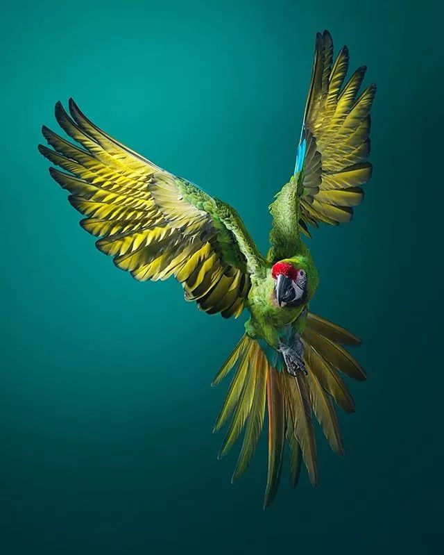 近年来濒危的野生动物有哪些,濒临灭绝的珍稀野生动物