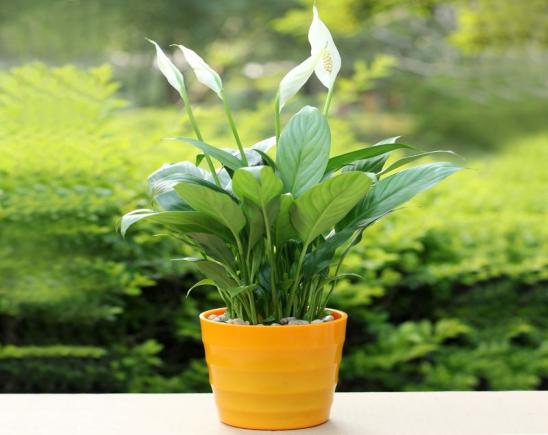 白掌如何养得越来越茂盛,养白掌浇什么肥