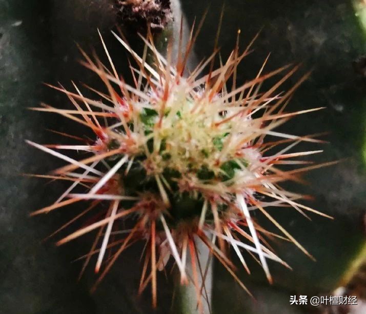 董明珠和叶檀是同学吗,董明珠和叶檀对话