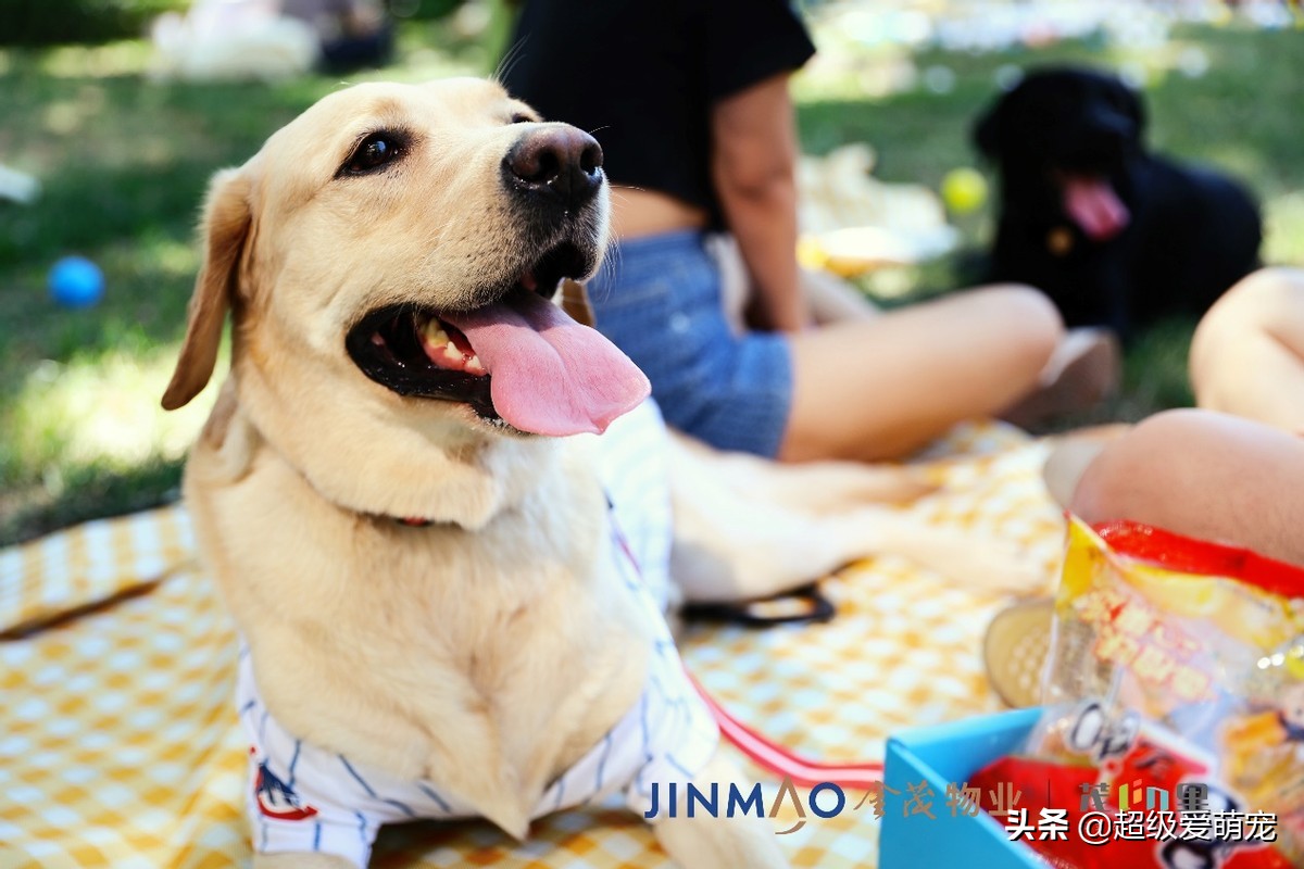 金茂广场萌宠生活节,金茂物业活动