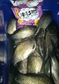 第一年野钓,新年第一钓钓鱼视频