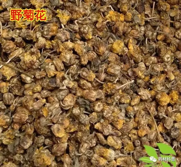 野菊花的四种用途有哪些,野菊花好处和坏处