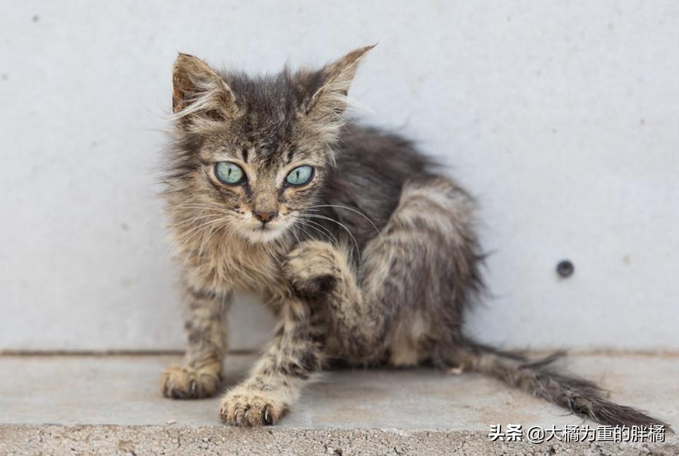 如何带着猫咪自驾游,带着小猫自驾游猫咪怎么上厕所