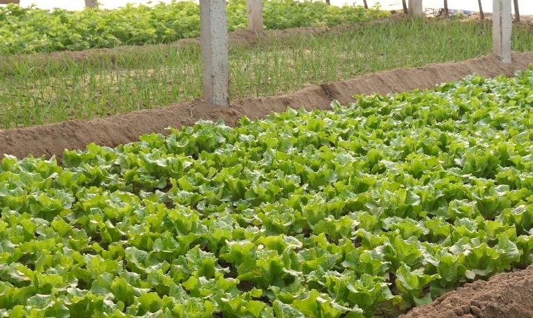 生菜催芽播种后几天可以出苗,湖北现在播种生菜几天出苗