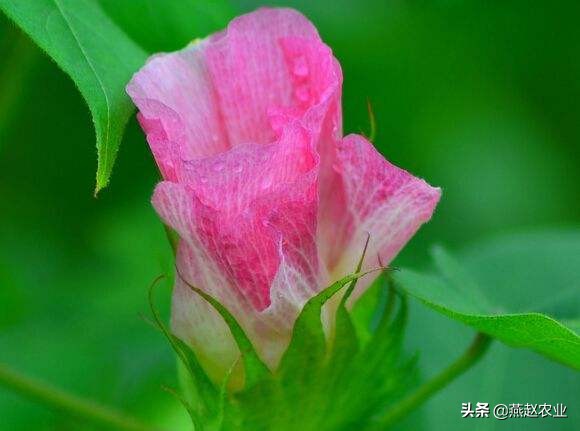 棉花管理思路总结,棉花6月份管理要点