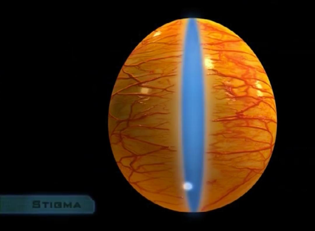 超生动|家禽生殖系统结构和禽蛋形成过程