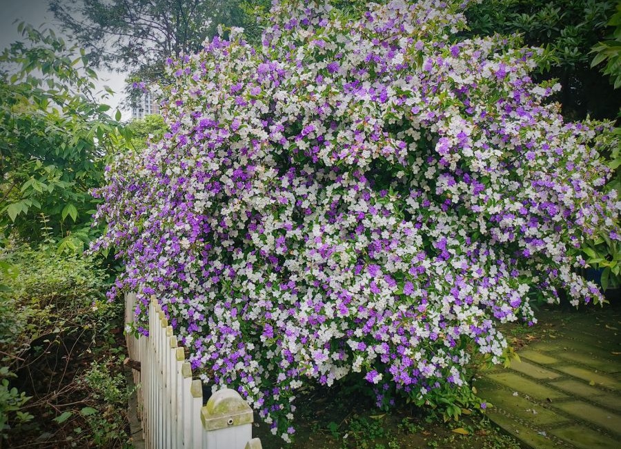 室内盆栽“新宠”—鸳鸯茉莉,树姿优雅,一树多色花,花香飘满屋