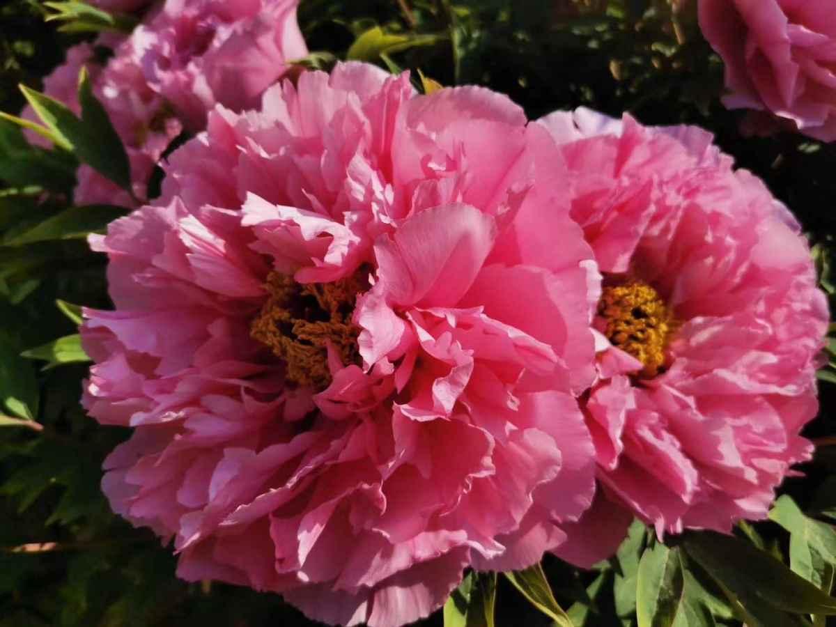 招财富贵花有哪些,高级富贵花给人带来吉祥好运