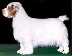 世上最罕见的狗品种图片,全世界狗品种视频